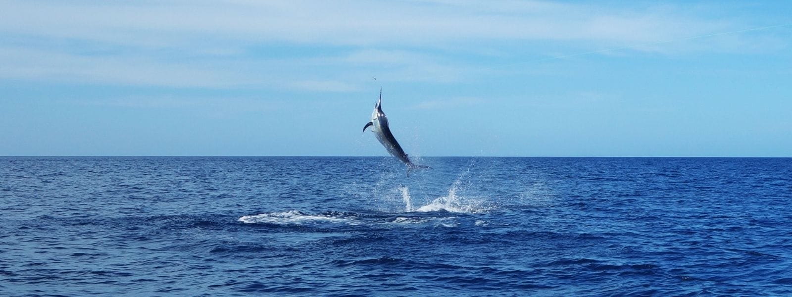 Fishing charters